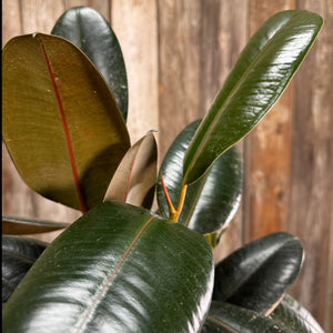 Ficus 'Burgundy' Rubber Plant