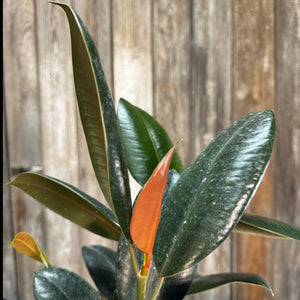 Ficus 'Burgundy' Rubber Plant