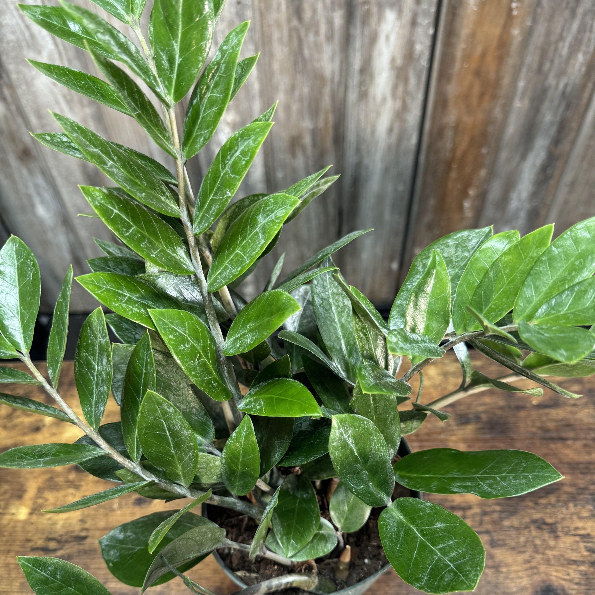 healthy zz plant Zamioculas 'ZZ Plant'