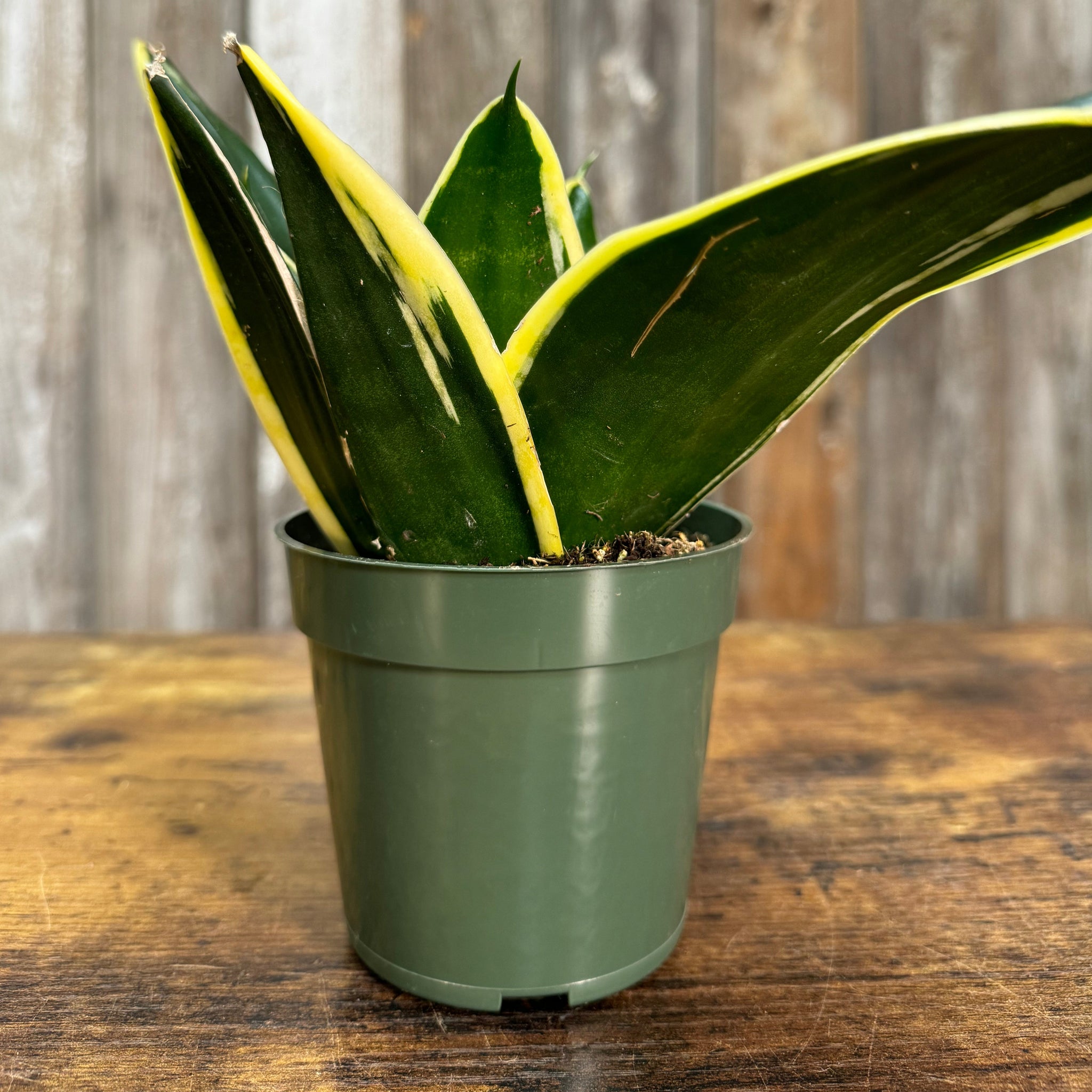 star canary snake plant Sansevieria 'Star Power' Snake Plant