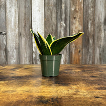 sansevieria starpower series Sansevieria 'Star Power' Snake Plant