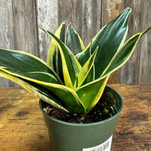Load image into Gallery viewer, 4&quot; Sansevieria Star Power
