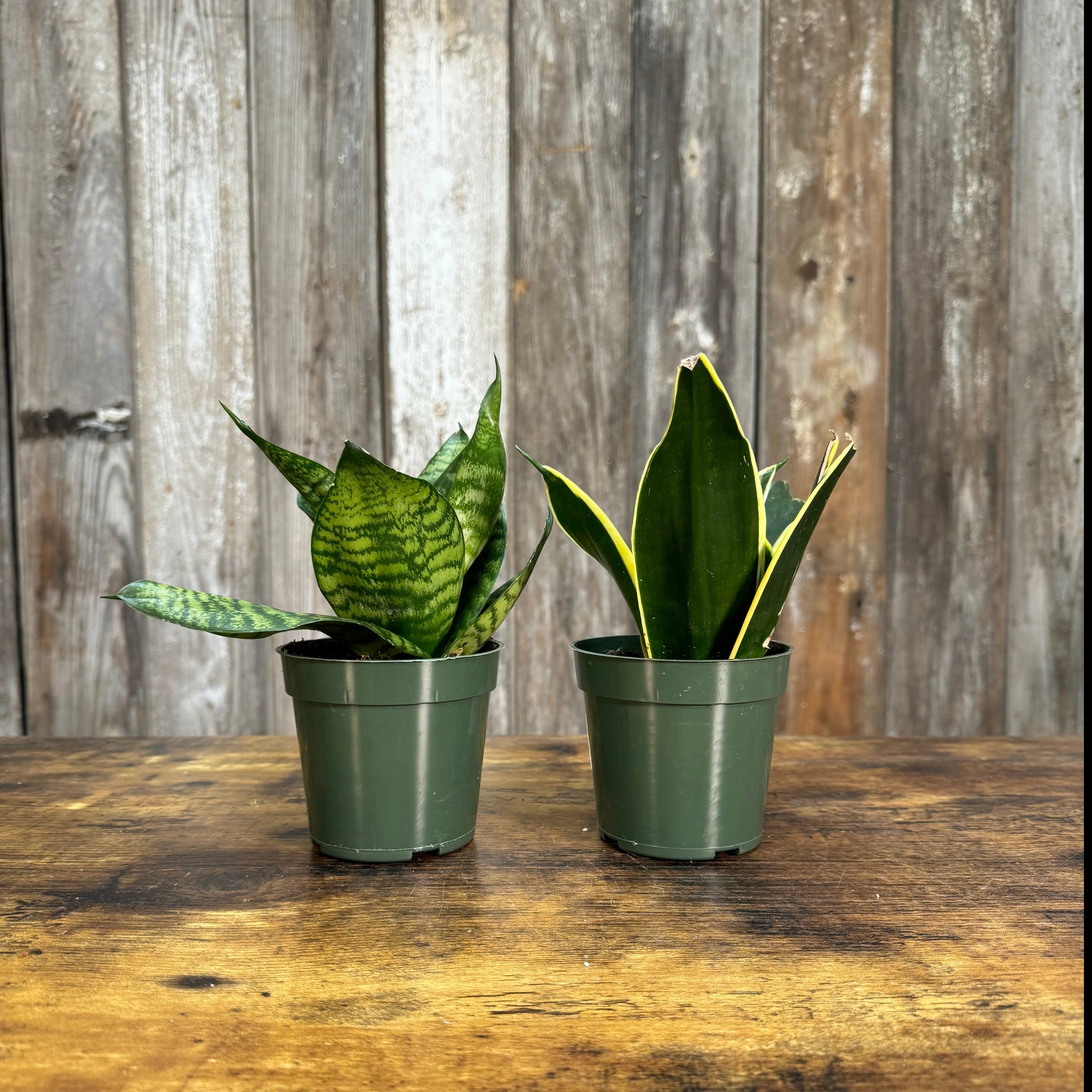 starpower snake plant Sansevieria 'Star Power' Snake Plant