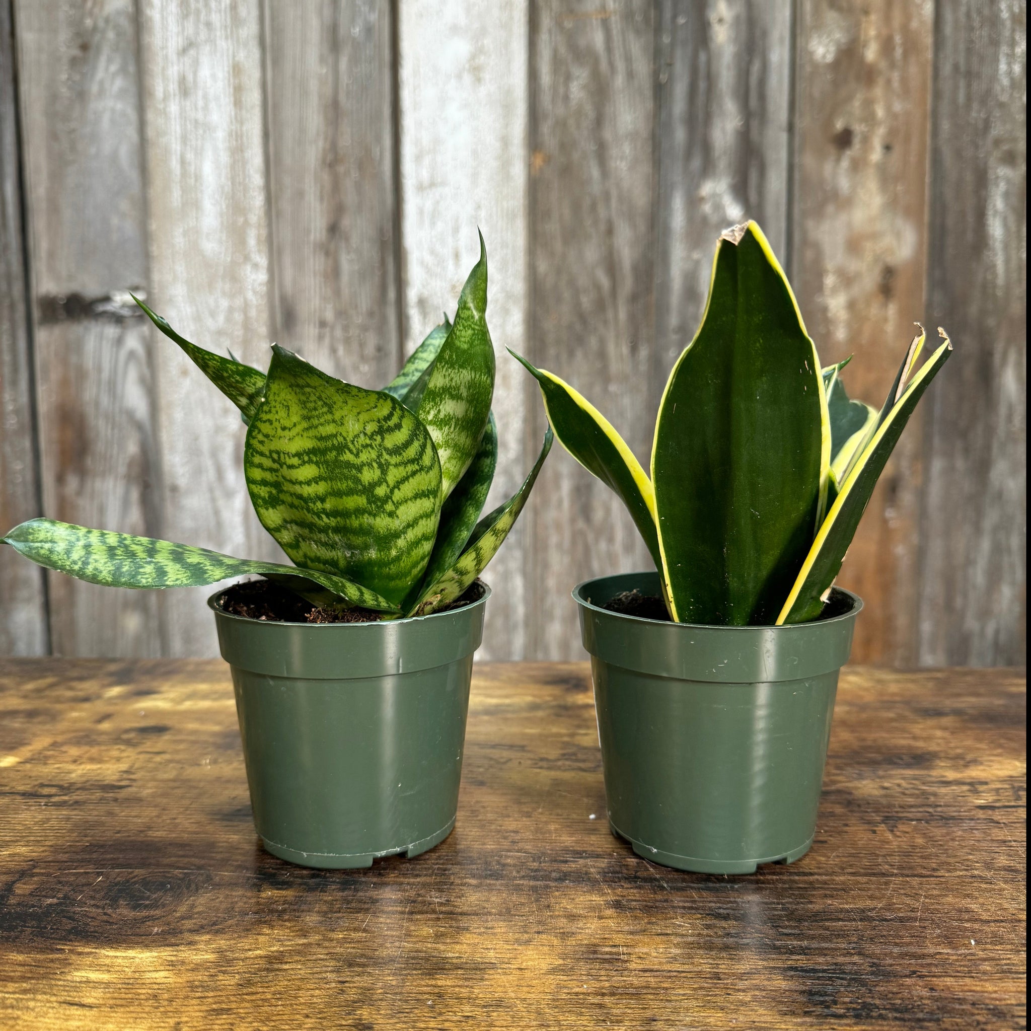 potting snake plant stars Sansevieria 'Star Power' Snake Plant