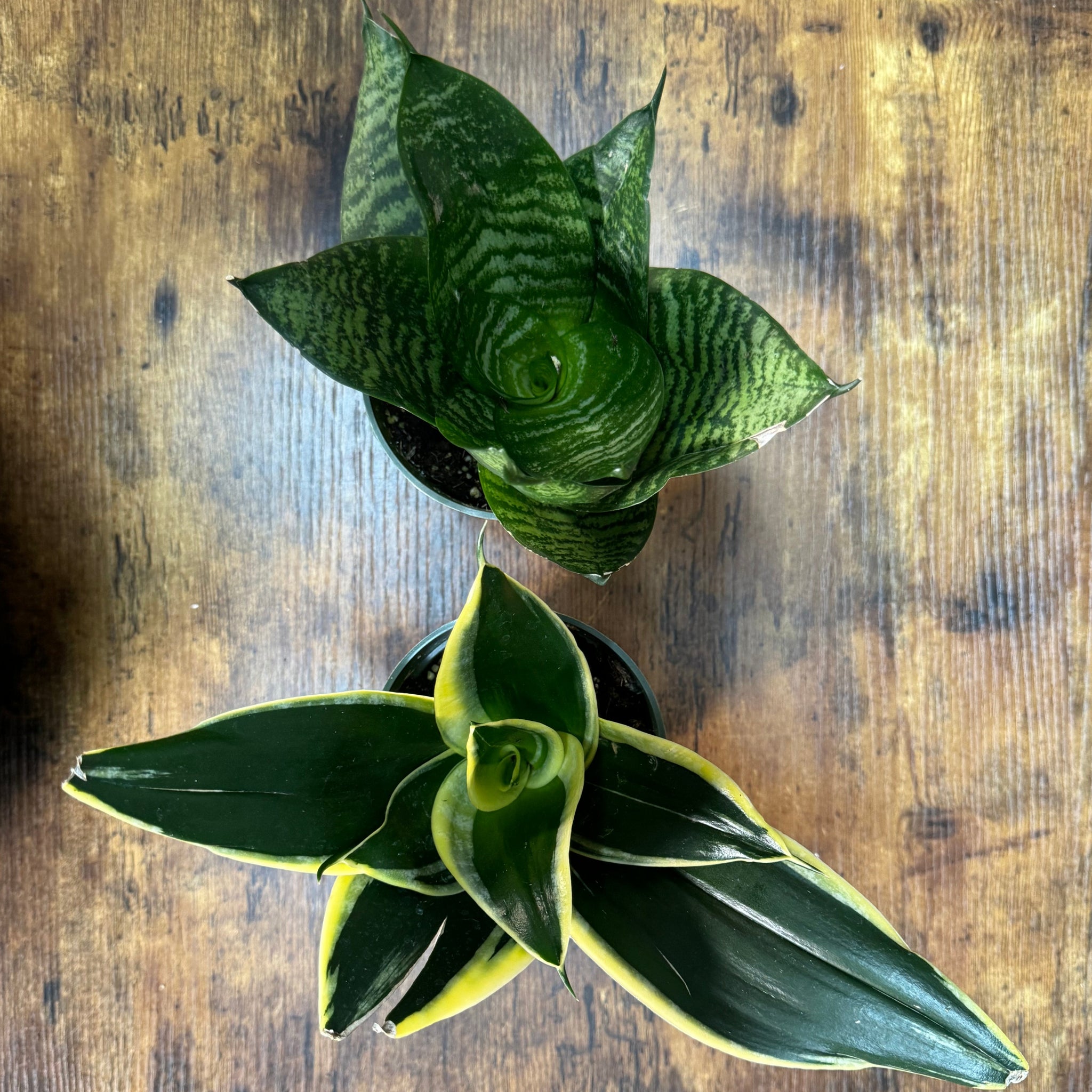 snake plant ocean star Sansevieria 'Star Power' Snake Plant