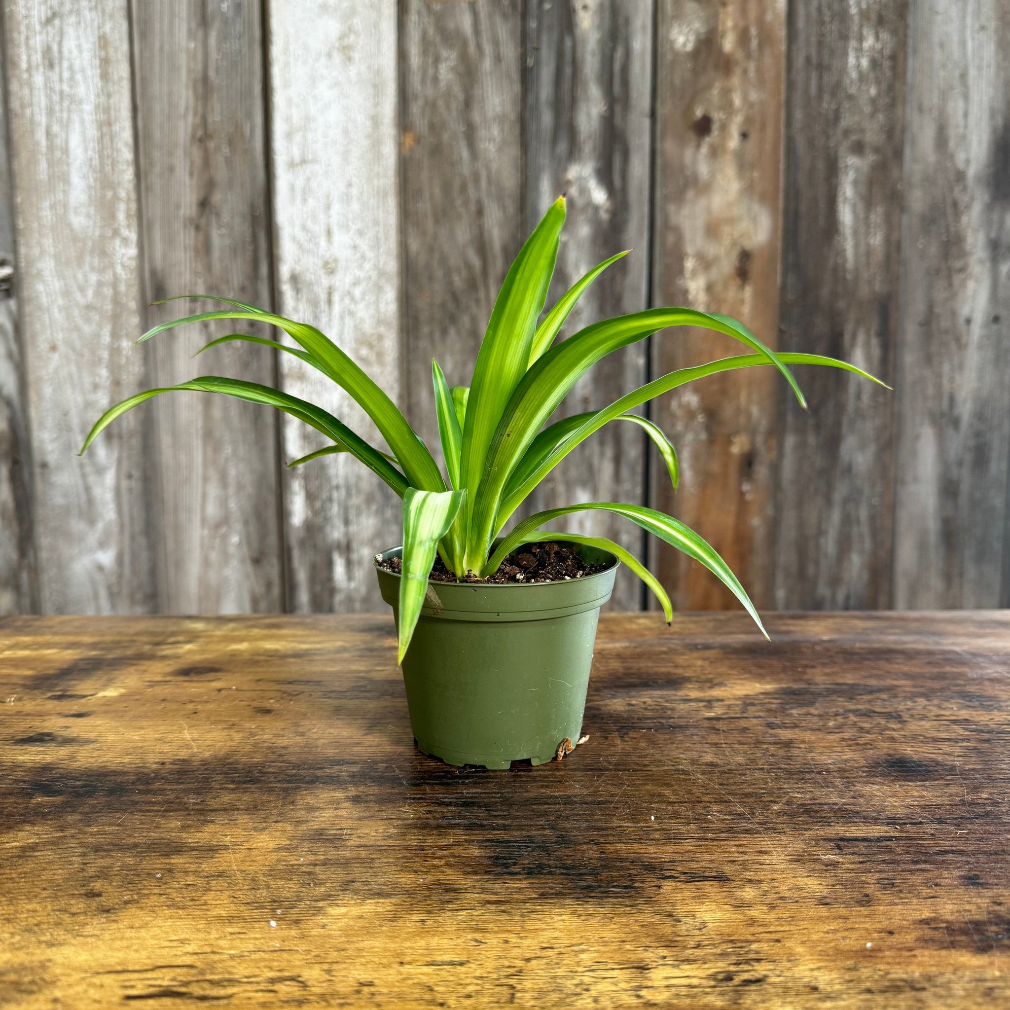 pure green spider plant Chlorophytum Assorted Spider Plant – Wasson Nursery