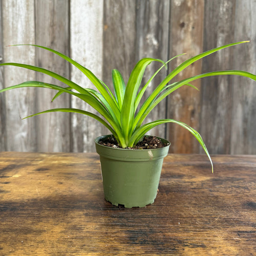 Chlorophytum Assorted Spider Plant