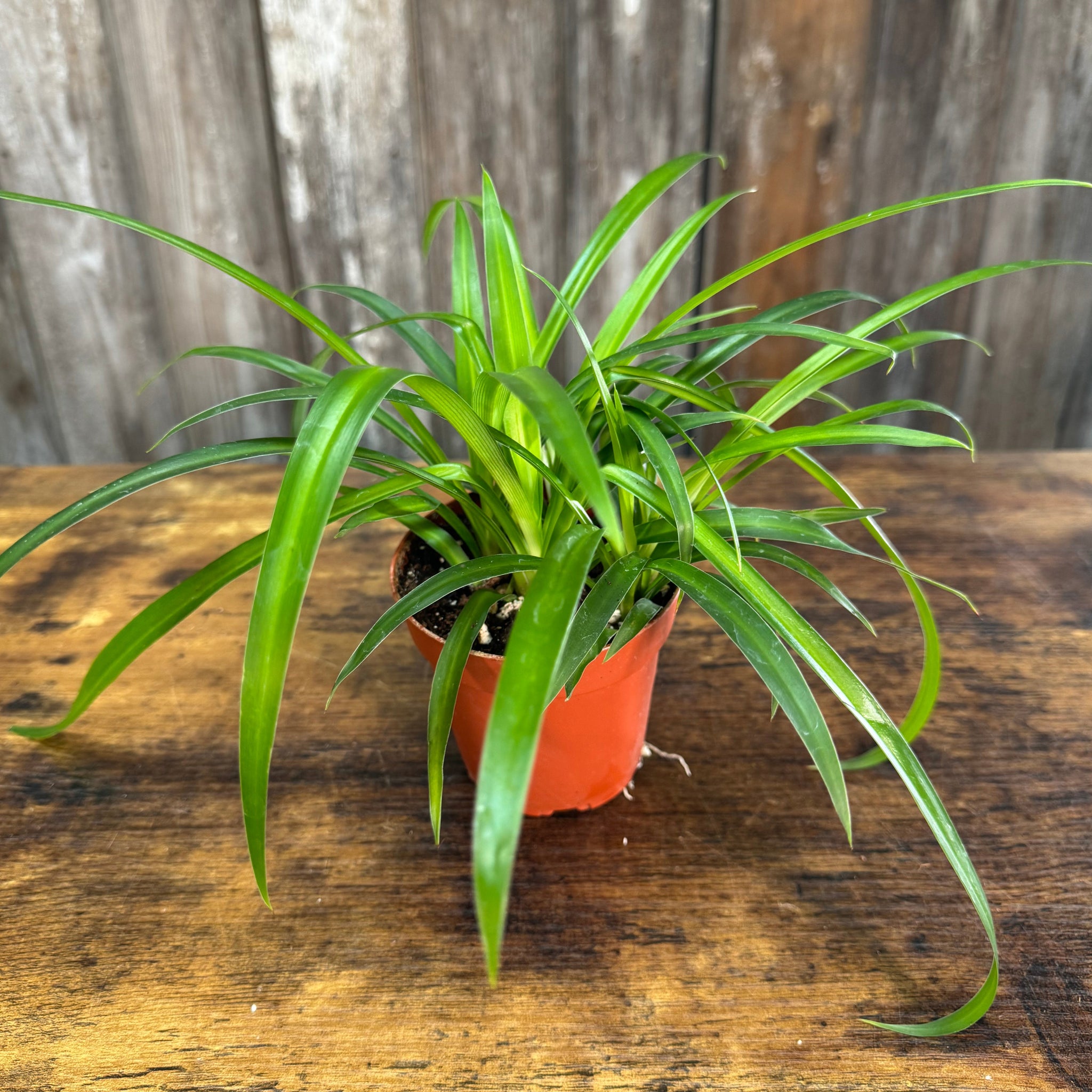 plant that looks like a spider Chlorophytum Assorted Spider Plant – Wasson Nursery