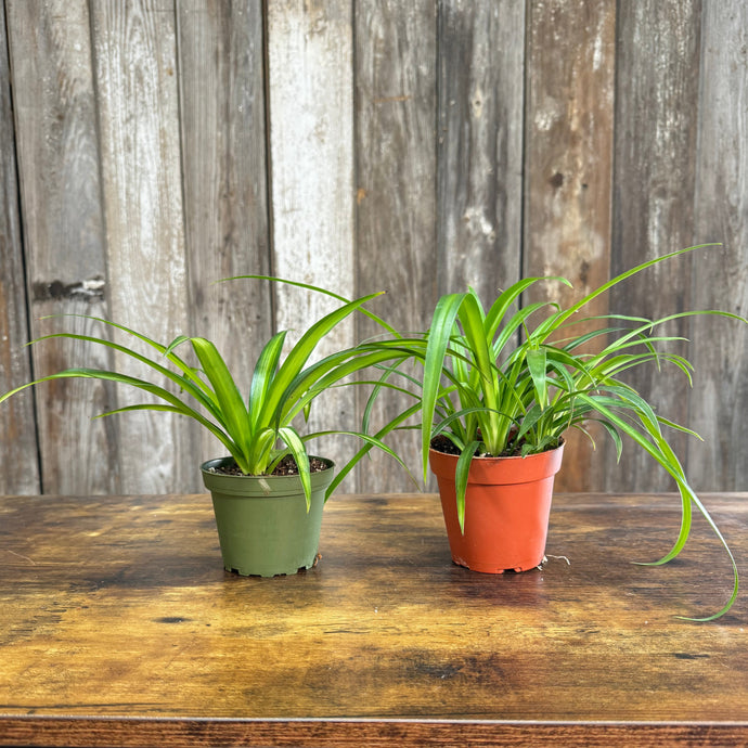 Chlorophytum Assorted Spider Plant