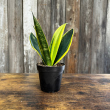 Load image into Gallery viewer, 4&quot; Sansevieria Gold Flame