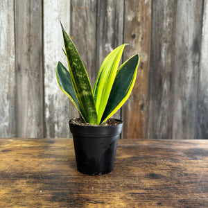 snake plant gold pot Sansevieria 'Gold Flame'