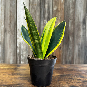 snake plant gold Sansevieria 'Gold Flame'