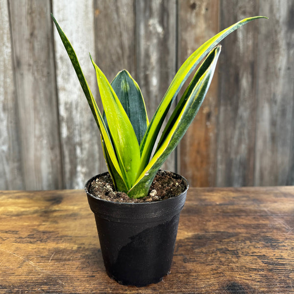 sansevieria trifasciata diamond flame Sansevieria 'Gold Flame'