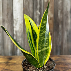 4" Sansevieria Gold Flame