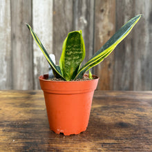 Load image into Gallery viewer, 4&quot; Sansevieria Gold Flame