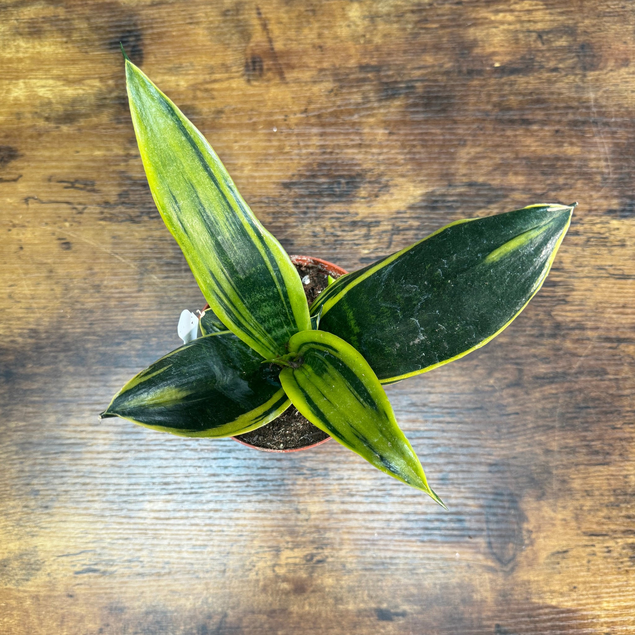 flame snake plant Sansevieria 'Gold Flame'