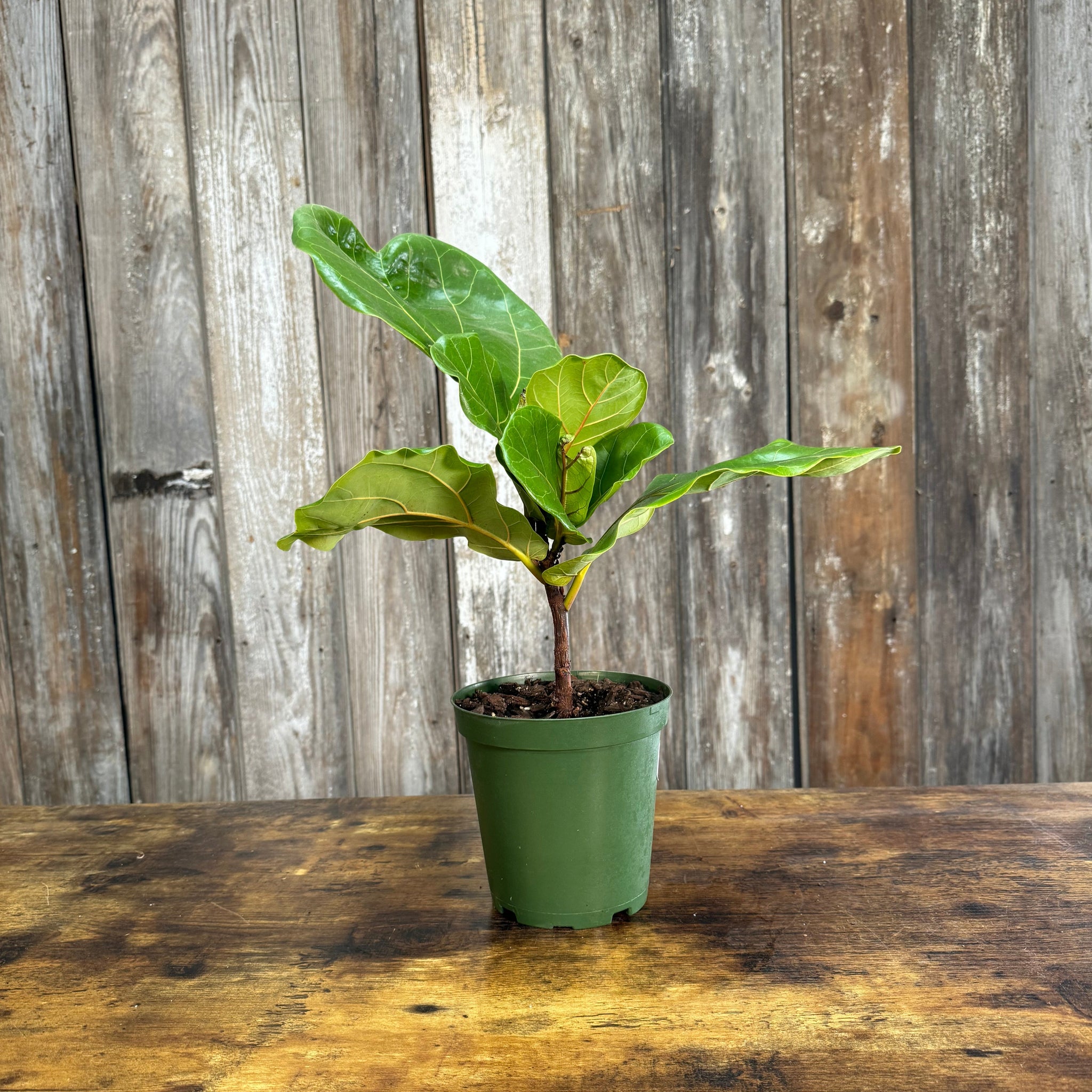 fiddle leaf fig young Ficus Lyrata 'Fiddle Leaf Fig'