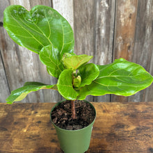 Load image into Gallery viewer, 6&quot; Fiddle Leaf Fig