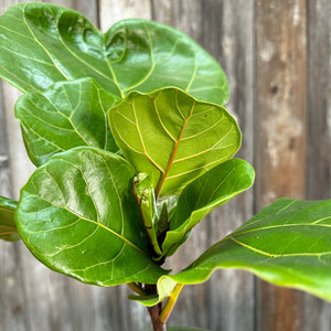 6" Fiddle Leaf Fig