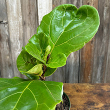Load image into Gallery viewer, 6&quot; Fiddle Leaf Fig