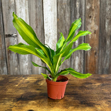 Load image into Gallery viewer, 4&quot; Dracaena Giganta