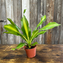 Load image into Gallery viewer, 4&quot; Dracaena Giganta