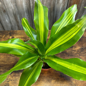 4" Dracaena Giganta