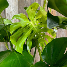 Load image into Gallery viewer, 10&quot; Philodendron Monstera