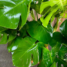 Load image into Gallery viewer, 10&quot; Philodendron Monstera