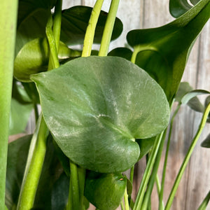 10" Philodendron Monstera