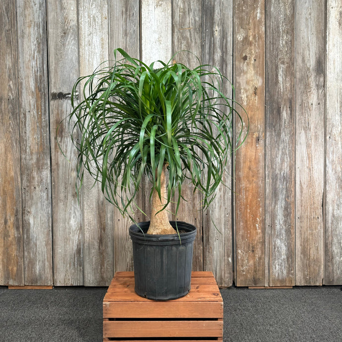 Beaucarnea 'Ponytail Palm'