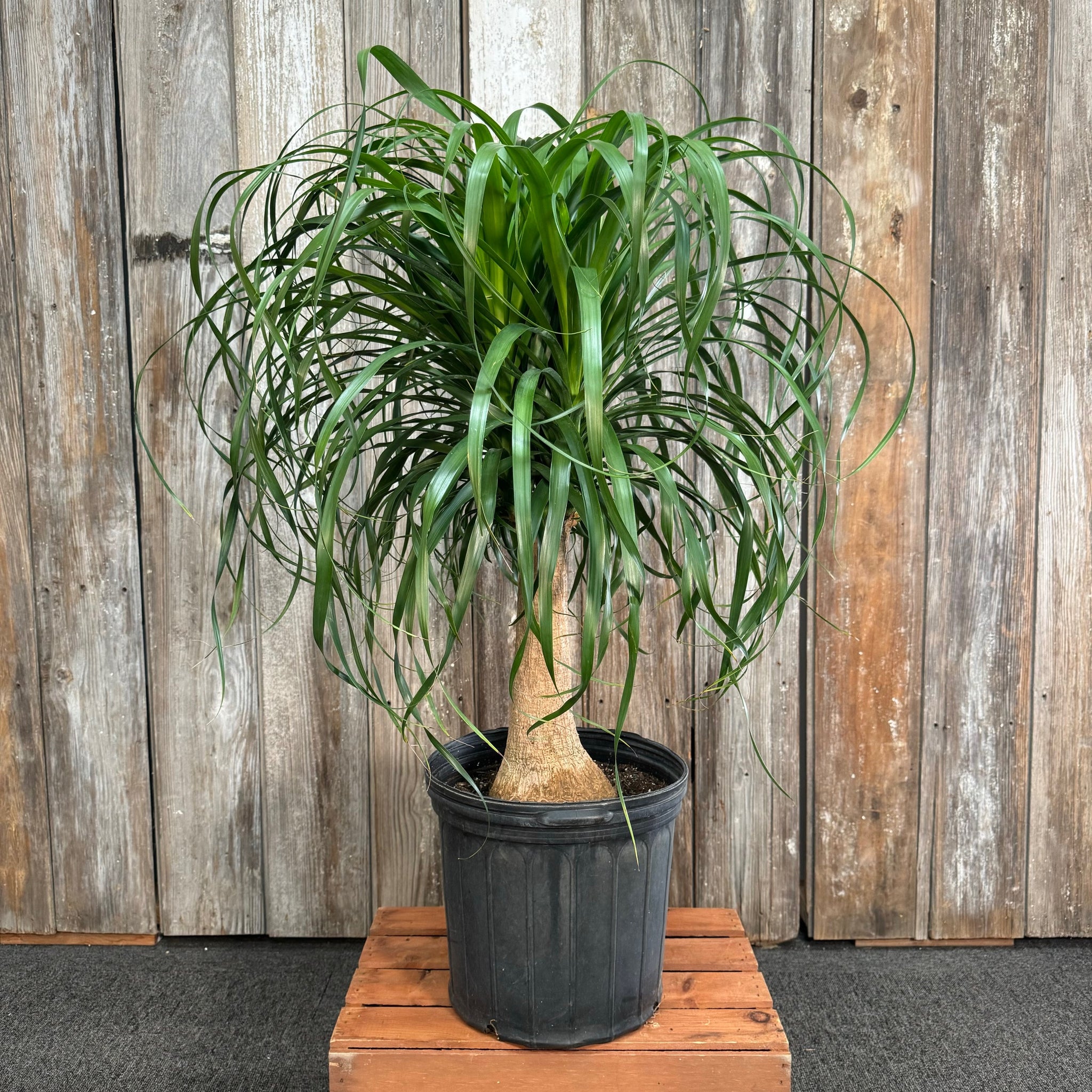 onion palm plant Beaucarnea 'Ponytail Palm' Multi-Stem Indoor Plant – Wasson Nursery