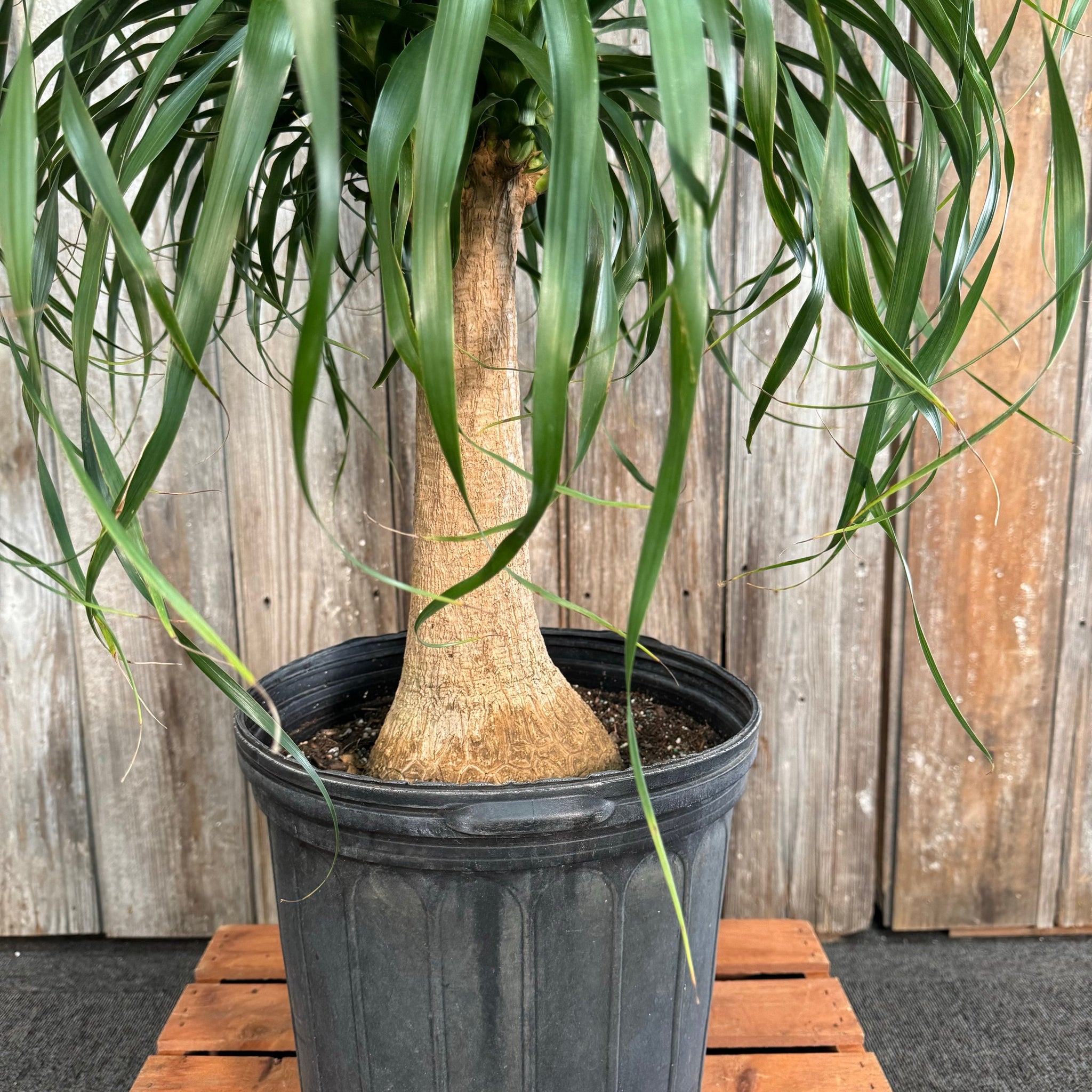 ponytail palm potted Beaucarnea 'Ponytail Palm' Multi-Stem Indoor Plant – Wasson Nursery