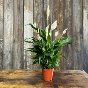 peace lily in terracotta pot Spathiphyllum Peace Lily