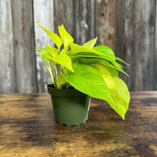 Load image into Gallery viewer, 4&quot; Pothos Neon