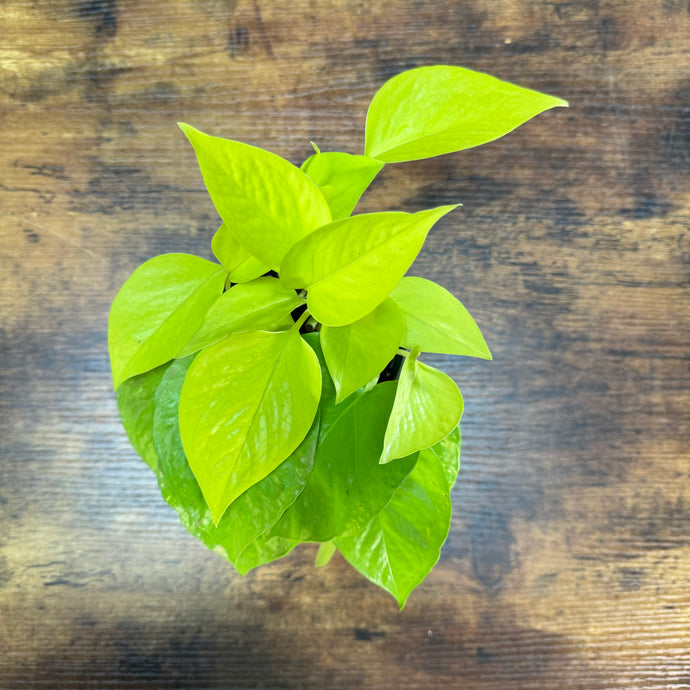 Epipremnum 'Neon' Pothos