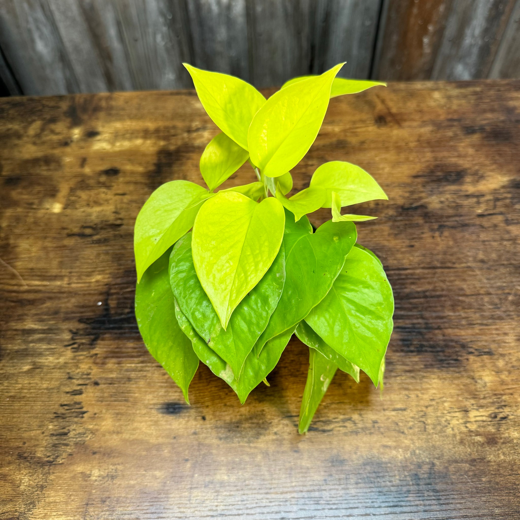 neon pothos yellow leaves Epipremnum 'Neon' Pothos