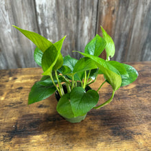 Load image into Gallery viewer, 4&quot; Pothos Jade