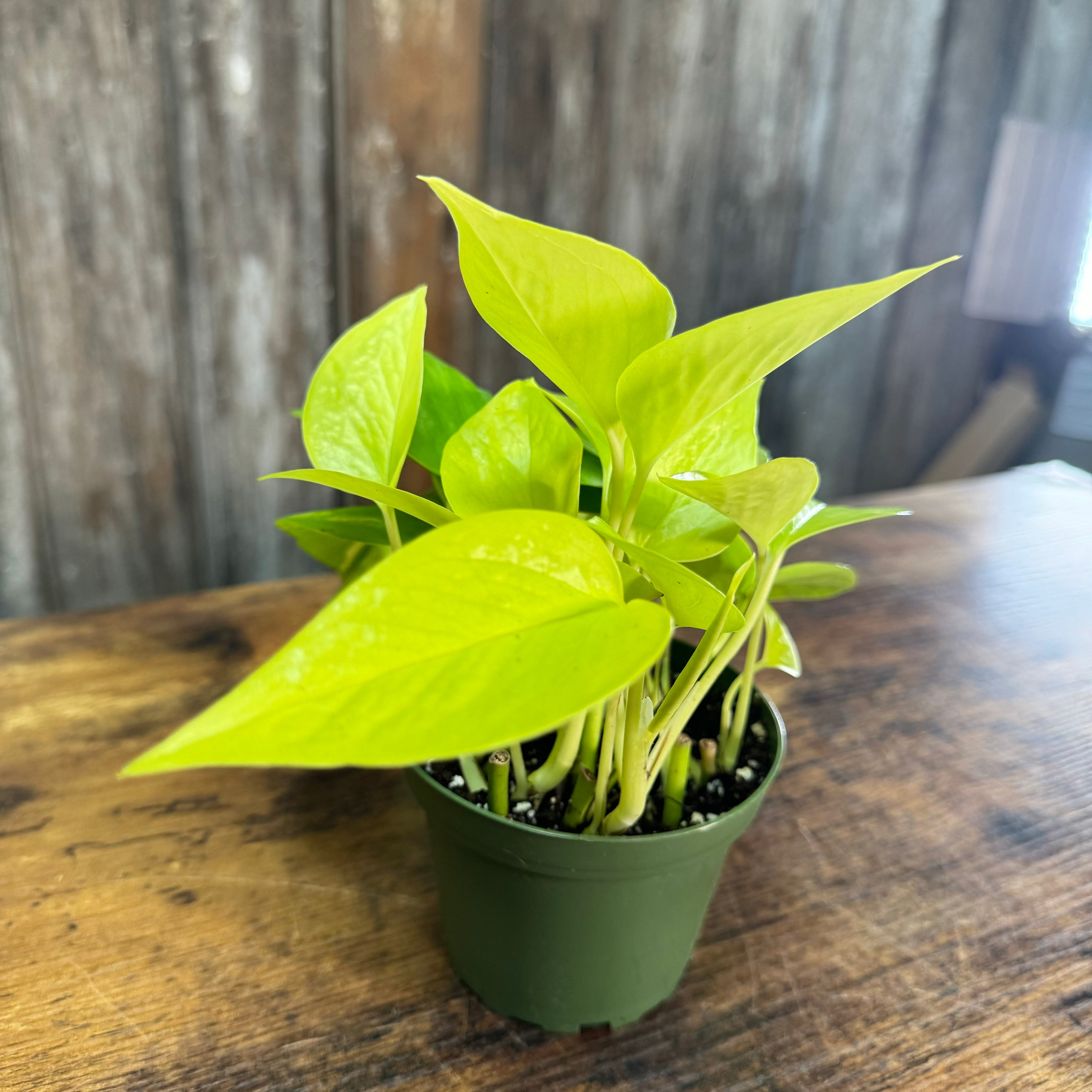 neon pothos money plant Epipremnum 'Neon' Pothos