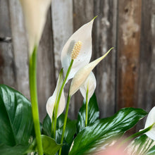 Load image into Gallery viewer, Spathiphyllum Peace Lily