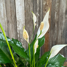 Load image into Gallery viewer, Spathiphyllum Peace Lily