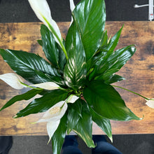 Load image into Gallery viewer, 4&quot; Peace Lily