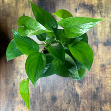 Load image into Gallery viewer, 4&quot; Pothos Jade
