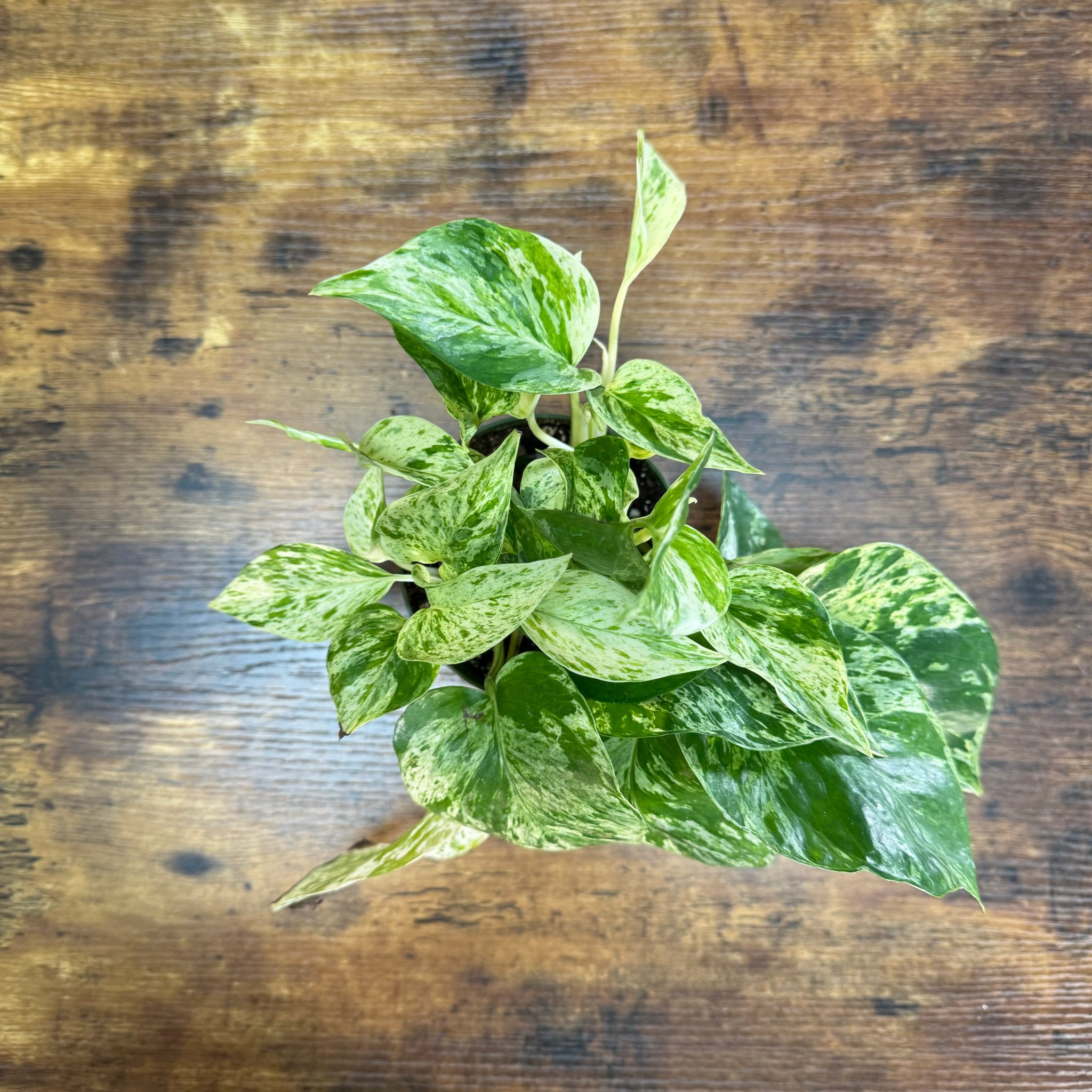 marble queen pothos scientific name Epipremnum 'Marble Queen' Pothos