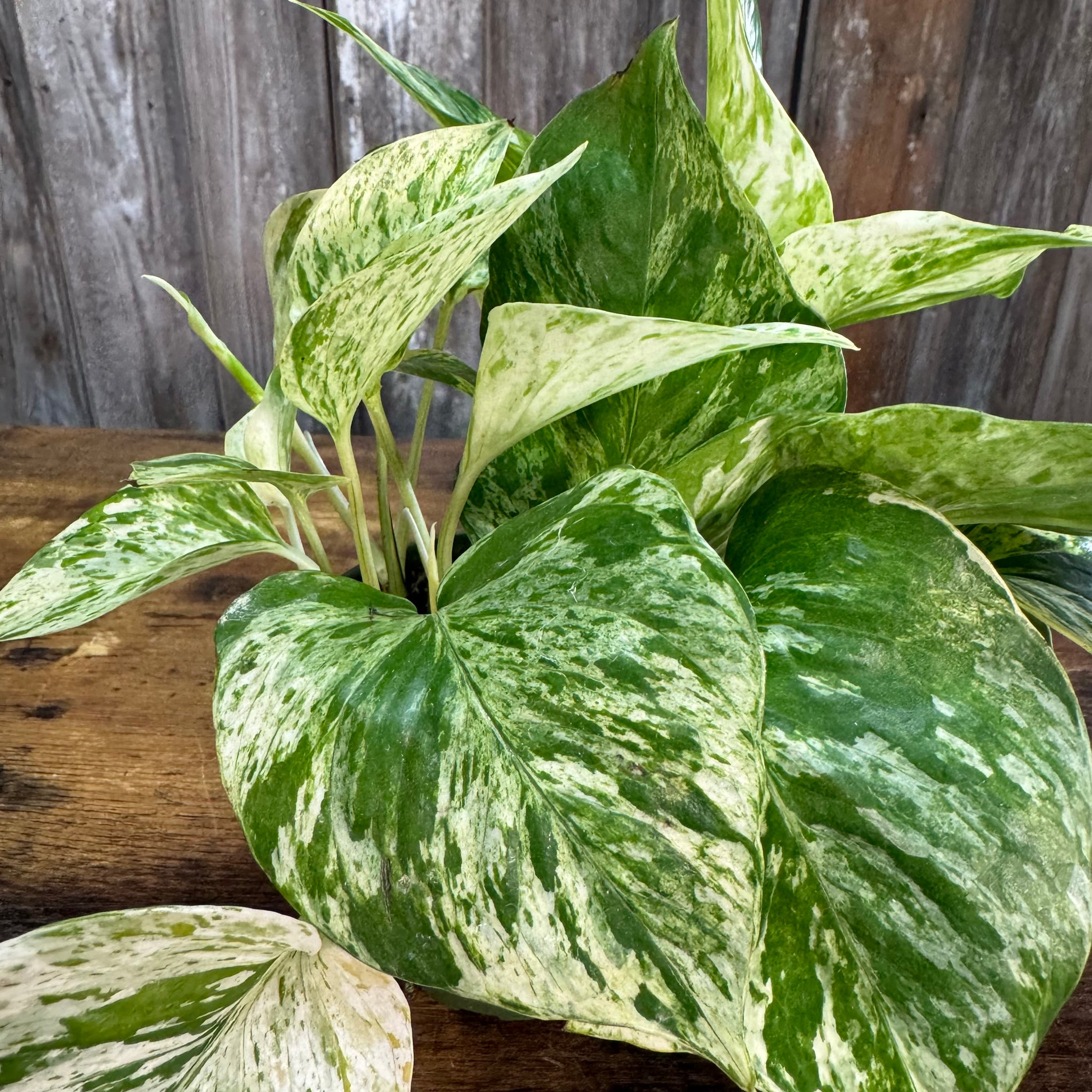 white marble pothos plant Epipremnum 'Marble Queen' Pothos