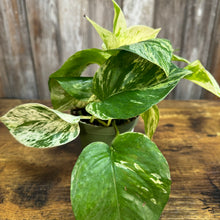 Load image into Gallery viewer, 4&quot; Pothos Marble Queen