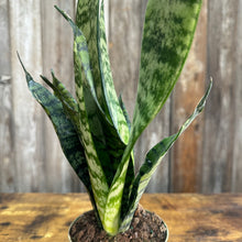 Load image into Gallery viewer, 4&quot; Sansevieria Mun