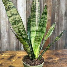 Load image into Gallery viewer, 4&quot; Sansevieria Mun