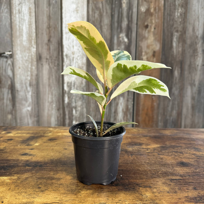 Ficus Assorted Rubber Plant