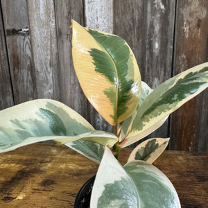 4" Rubber Plant Assorted